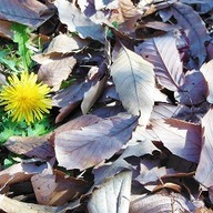 �����ʹ������ڤ�