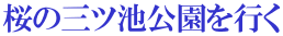桜の三ツ池公園を行く